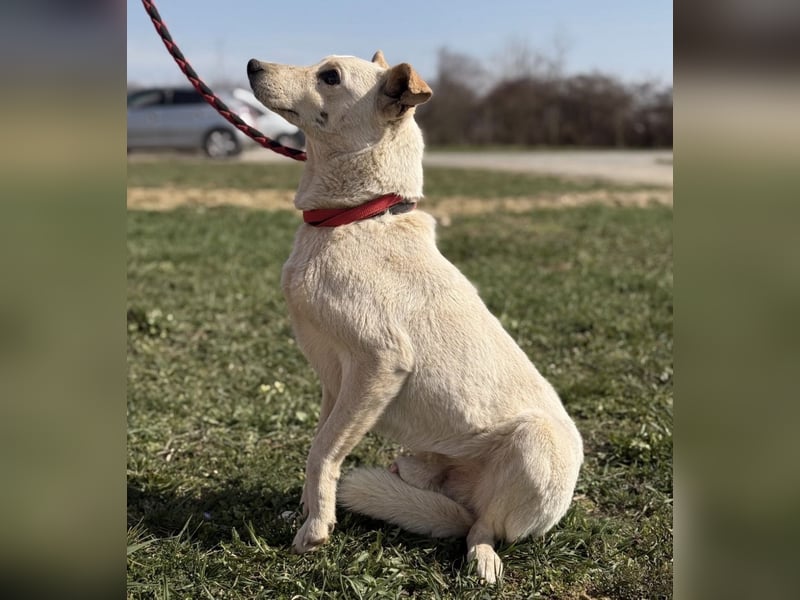 Orion - ein sehr zartes Wesen