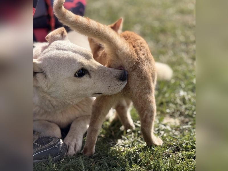 Orion - ein sehr zartes Wesen