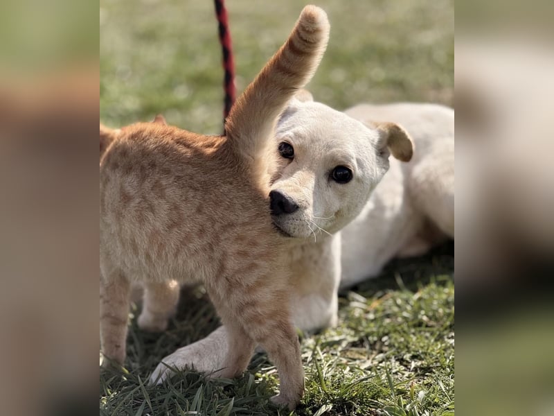 Orion - ein sehr zartes Wesen