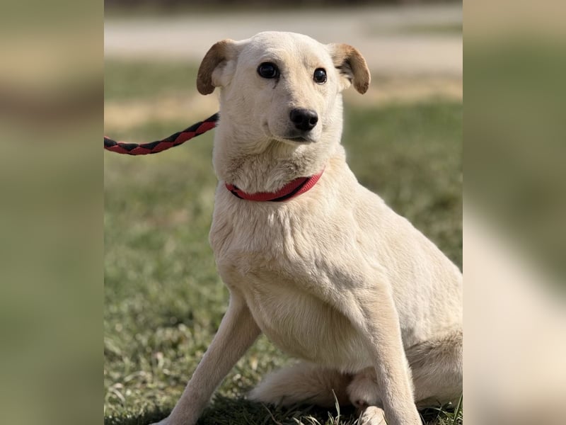 Orion - ein sehr zartes Wesen