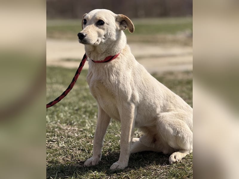 Orion - ein sehr zartes Wesen