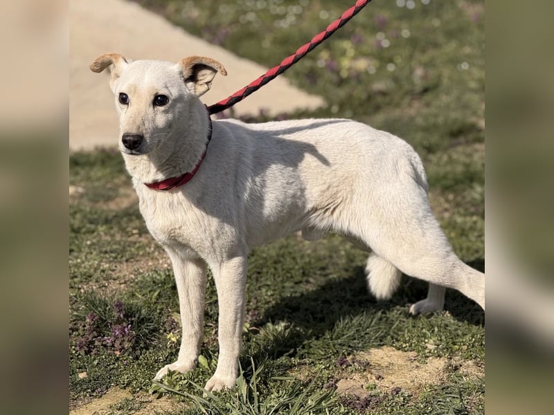 Orion - ein sehr zartes Wesen