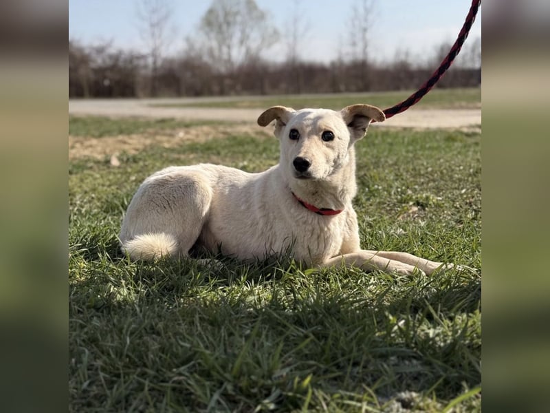 Orion - ein sehr zartes Wesen