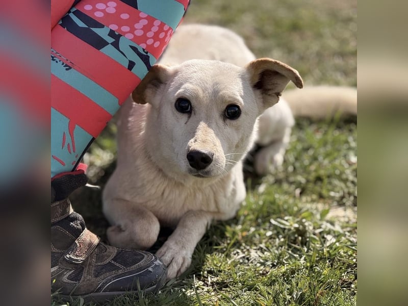 Orion - ein sehr zartes Wesen