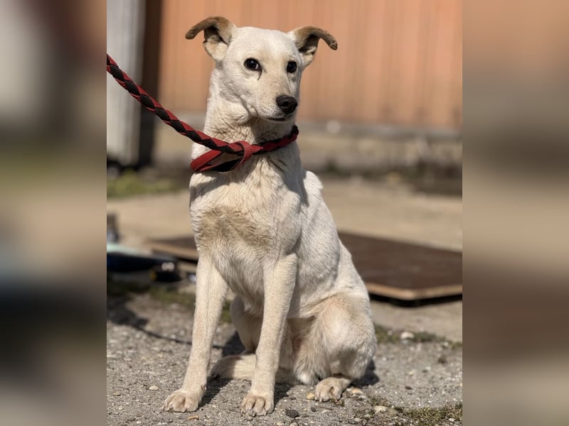 Orion - ein sehr zartes Wesen