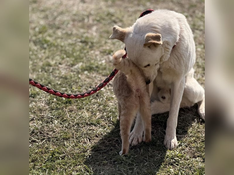 Orion - ein sehr zartes Wesen