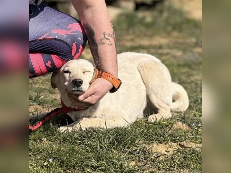 Orion - ein sehr zartes Wesen