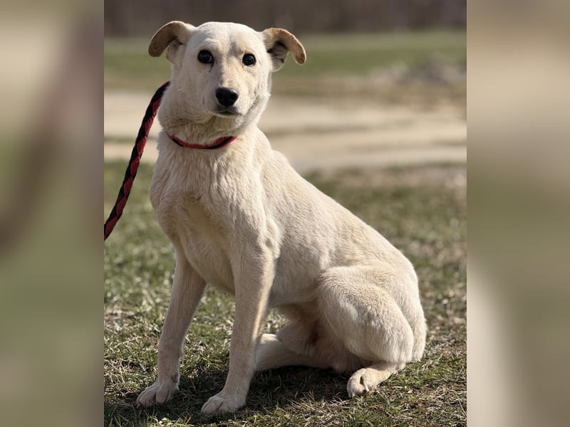 Orion - ein sehr zartes Wesen