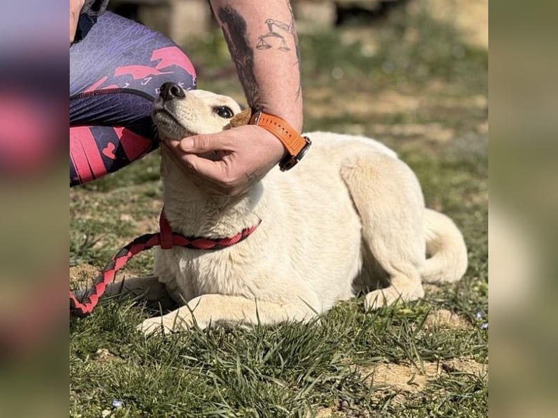 Orion - ein sehr zartes Wesen