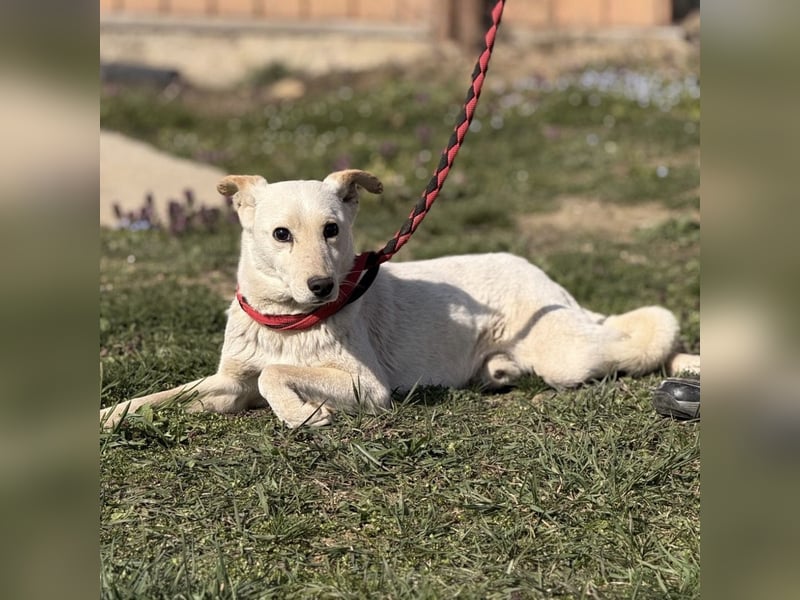 Orion - ein sehr zartes Wesen