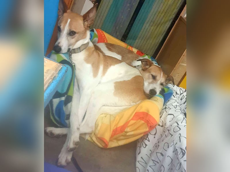 BIENE & ROLO - ein Duo fürs Leben