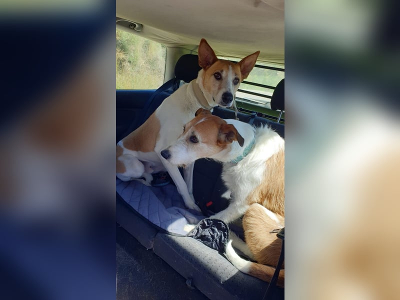 BIENE & ROLO - ein Duo fürs Leben