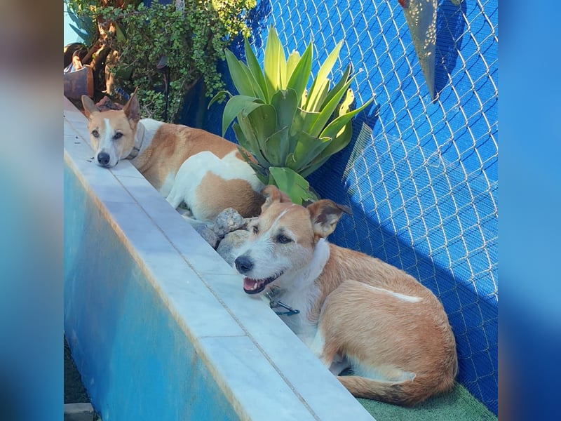 BIENE & ROLO - ein Duo fürs Leben