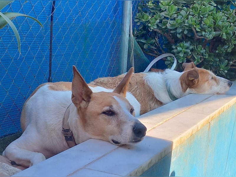 BIENE & ROLO - ein Duo fürs Leben