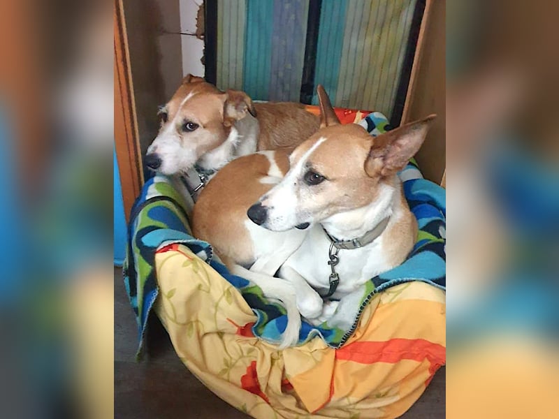 BIENE & ROLO - ein Duo fürs Leben