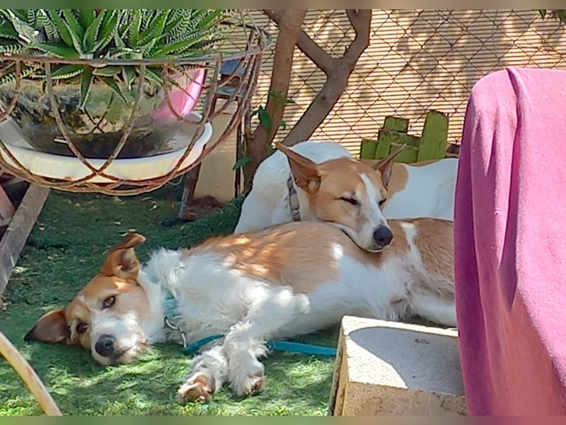 BIENE & ROLO - ein Duo fürs Leben