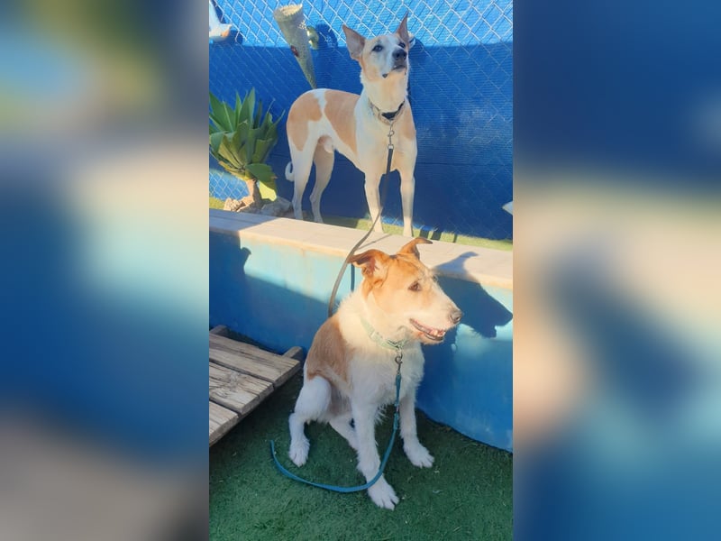 BIENE & ROLO - ein Duo fürs Leben