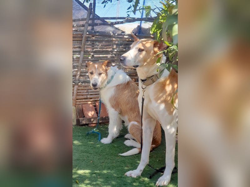 BIENE & ROLO - ein Duo fürs Leben