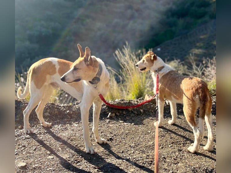 BIENE & ROLO - ein Duo fürs Leben