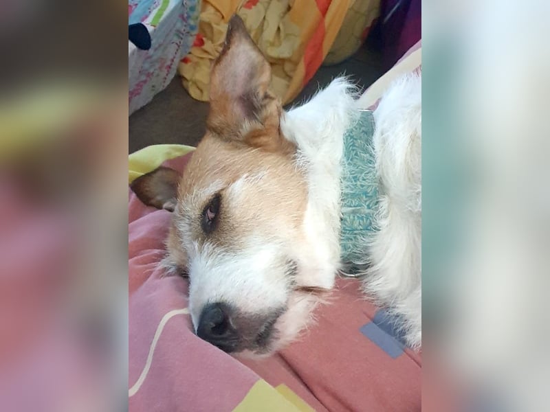 BIENE möchte ankommen