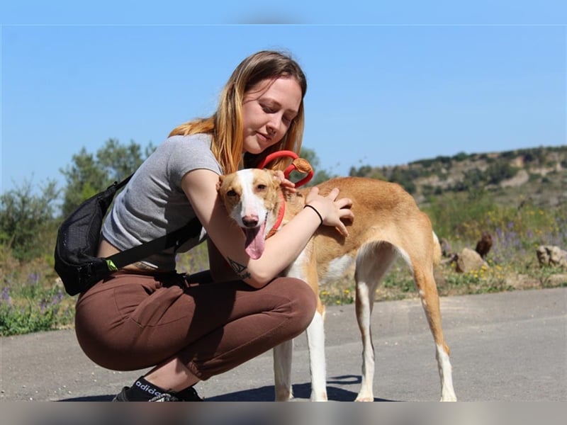 Vega – aufgeschlossener Sonnenschein