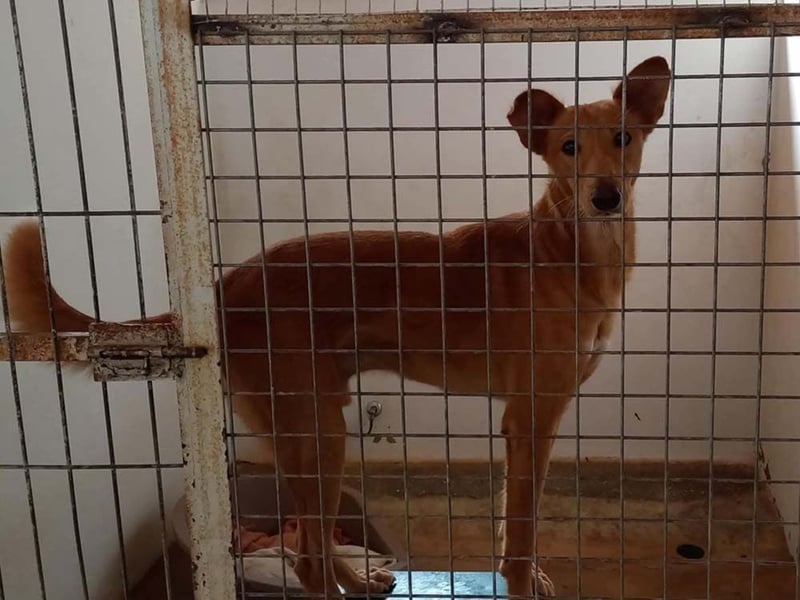 MARIO-	wartet auf Pflegestelle in 47574 Goch auf Dich!