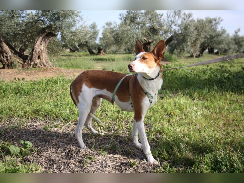 Sanfte CAROLINA mit unschuldigem edlen Wesen, noch schüchtern sucht liebevolle "Für-immer-Familie"