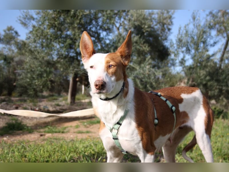 Sanfte CAROLINA mit unschuldigem edlen Wesen, noch schüchtern sucht liebevolle "Für-immer-Familie"