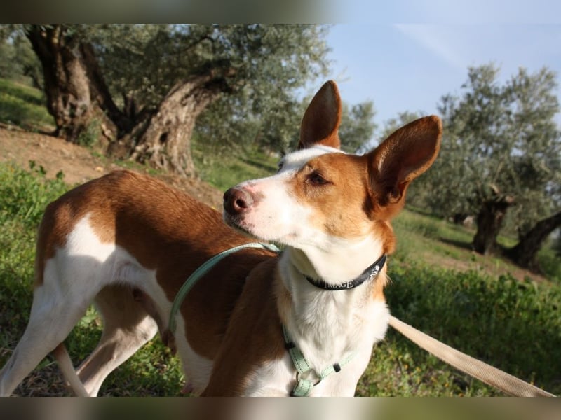 Sanfte CAROLINA mit unschuldigem edlen Wesen, noch schüchtern sucht liebevolle "Für-immer-Familie"