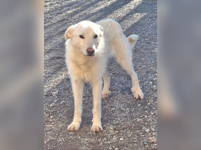AYLA-sanft, feinfühlig, ruhig, ausgeglichen, wartet sehnsüchtig auf ein liebevolles Zuhause
