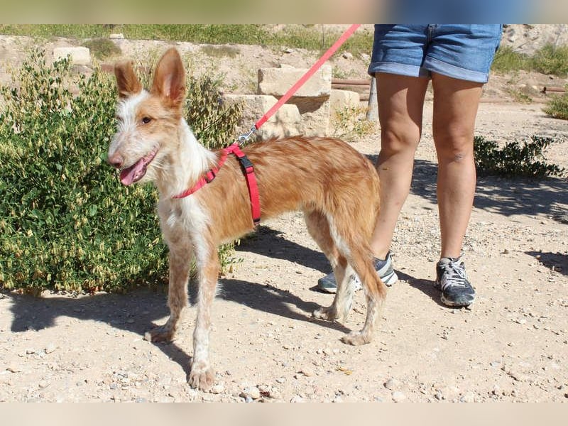 PELUSO-kleiner Wirbelwind mit großem Herzen sucht sein Für-immer-Zuhause