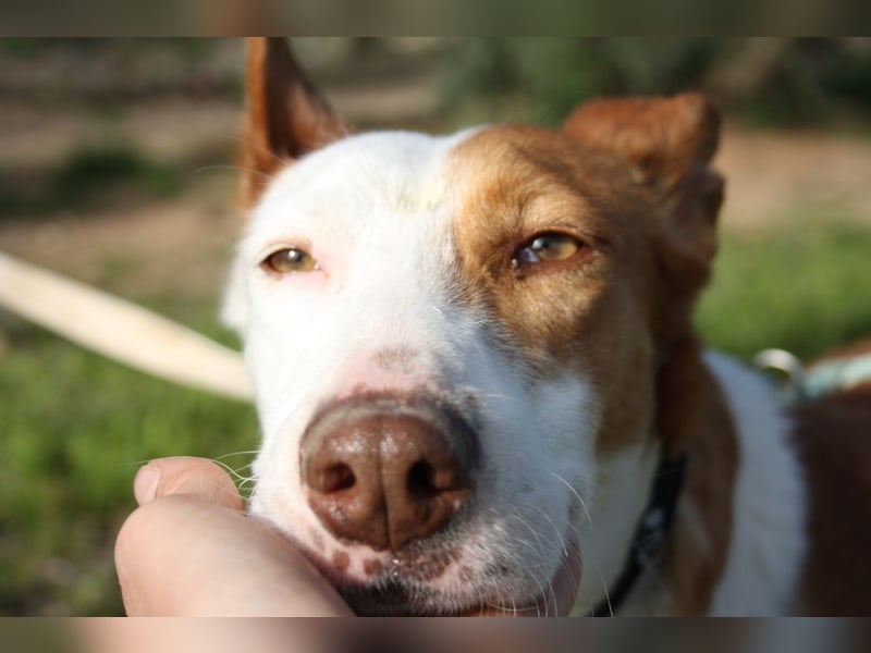 Sanfte CAROLINA mit unschuldigem edlen Wesen, noch schüchtern sucht liebevolle "Für-immer-Familie"