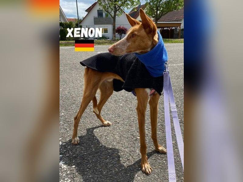 XENON-fröhlicher, freundlicher, aktiver, sozial Bub ist bereit für seine Für-immer-Familie