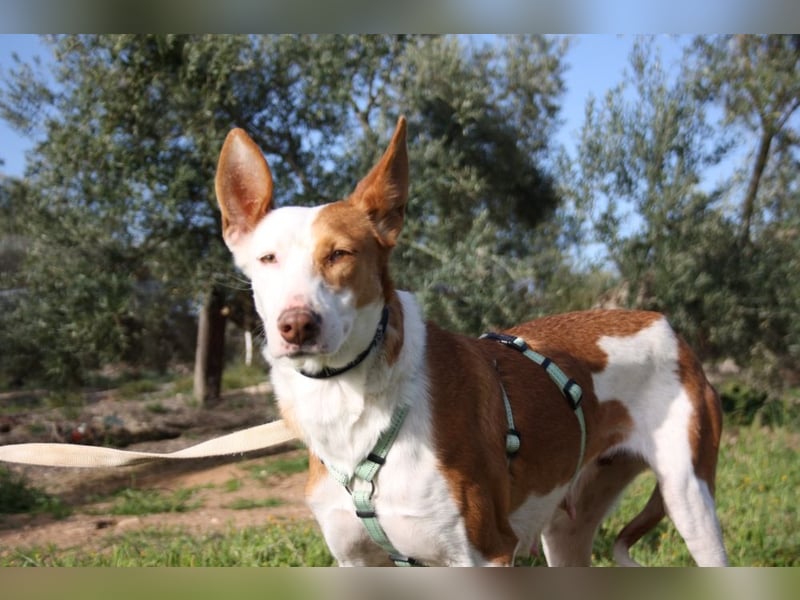 Sanfte CAROLINA mit unschuldigem edlen Wesen, noch schüchtern sucht liebevolle "Für-immer-Familie"