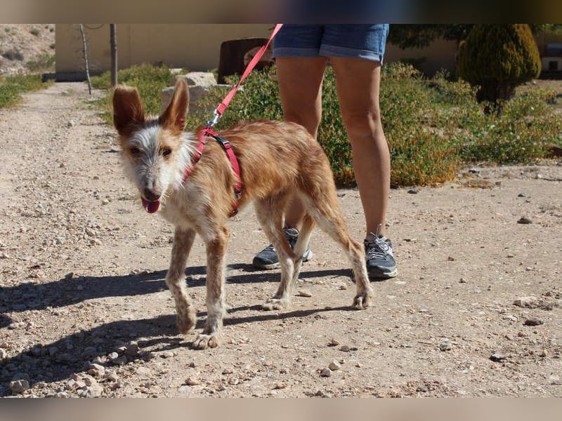 PELUSO-kleiner Wirbelwind mit großem Herzen sucht sein Für-immer-Zuhause