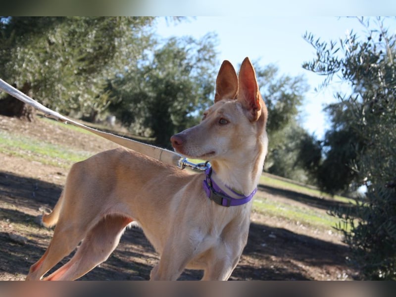 ZOE-liebevolles, lernfreudiges,intelligentes,entspanntes Mädchen sucht liebevolles Für-immer-Zuhause