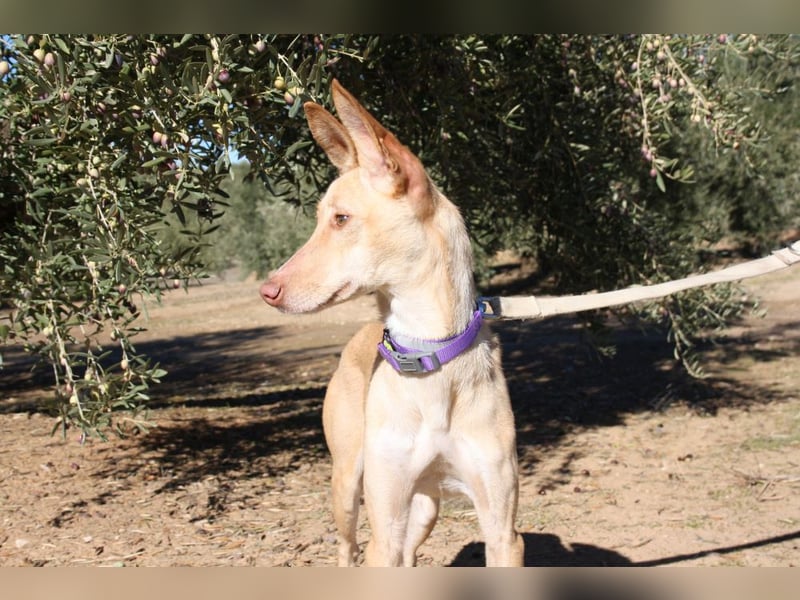 ZOE-liebevolles, lernfreudiges,intelligentes,entspanntes Mädchen sucht liebevolles Für-immer-Zuhause