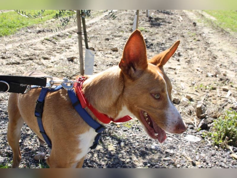 MILKI-sanftmütig, ruhig, gelassen, aufmerksam, neugierig, Menschen zugewandt sucht Für-immer-Zuhause