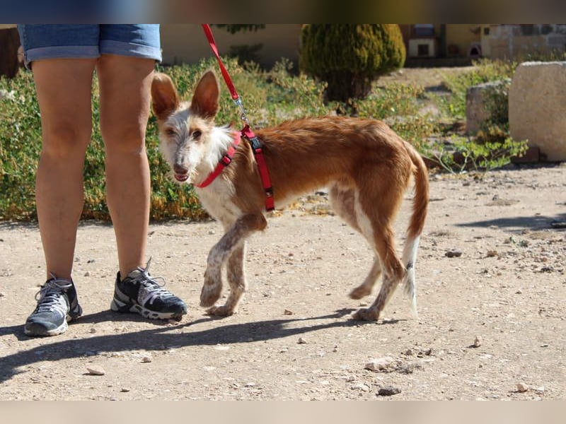 PELUSO-kleiner Wirbelwind mit großem Herzen sucht sein Für-immer-Zuhause