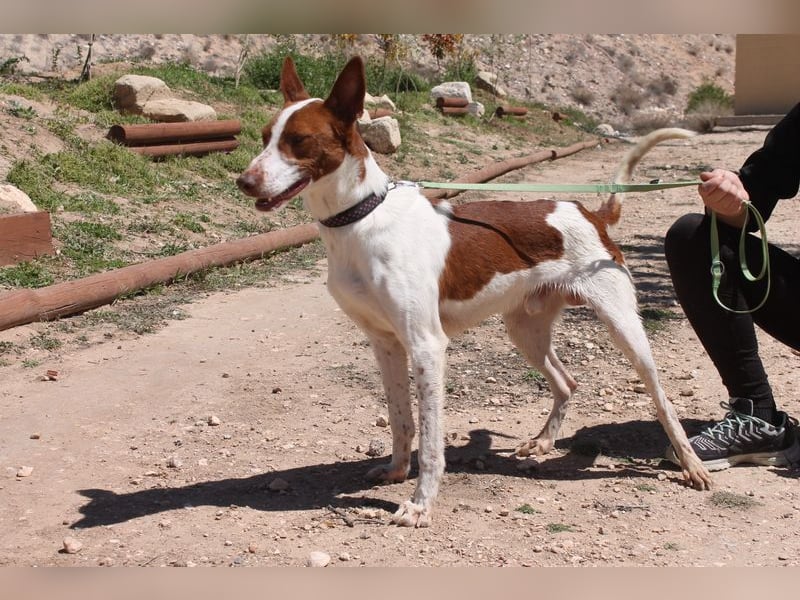 LOLO -fröhllich, aktiv, verspielt, unglaublich freundllich sucht ein Für-immer-Zuhause"