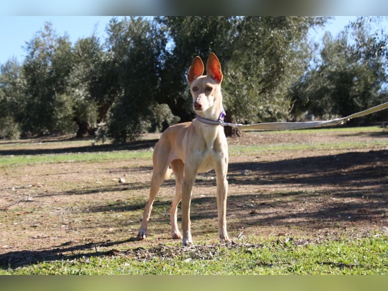 ZOE-liebevolles, lernfreudiges,intelligentes,entspanntes Mädchen sucht liebevolles Für-immer-Zuhause