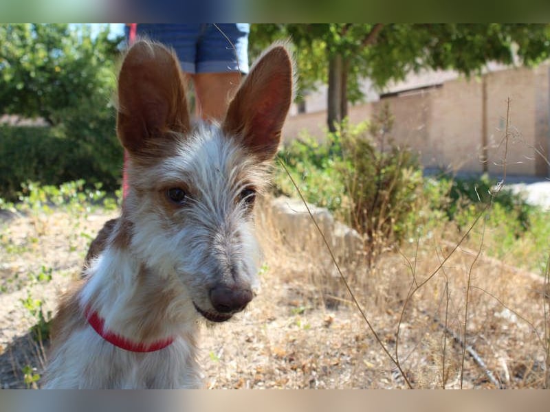 PELUSO-kleiner Wirbelwind mit großem Herzen sucht sein Für-immer-Zuhause