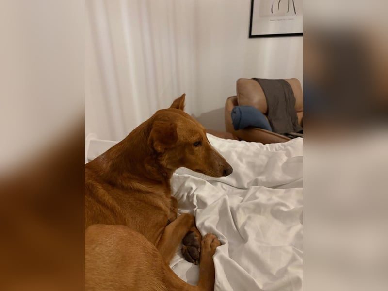 MARIO-	wartet auf Pflegestelle in 47574 Goch auf Dich!