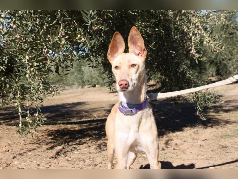 ZOE-liebevolles, lernfreudiges,intelligentes,entspanntes Mädchen sucht liebevolles Für-immer-Zuhause