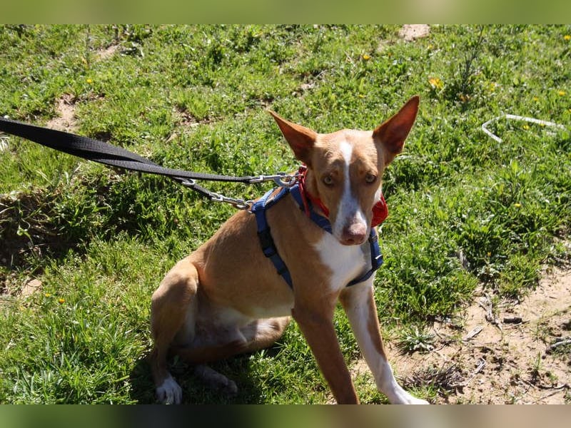 MILKI-sanftmütig, ruhig, gelassen, aufmerksam, neugierig, Menschen zugewandt sucht Für-immer-Zuhause