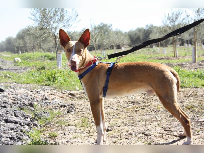 MILKI-sanftmütig, ruhig, gelassen, aufmerksam, neugierig, Menschen zugewandt sucht Für-immer-Zuhause