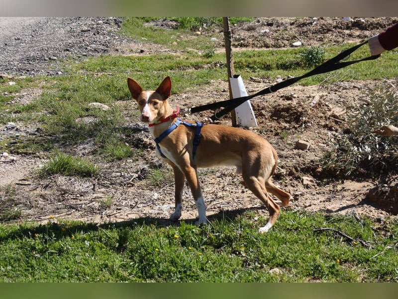 MILKI-sanftmütig, ruhig, gelassen, aufmerksam, neugierig, Menschen zugewandt sucht Für-immer-Zuhause