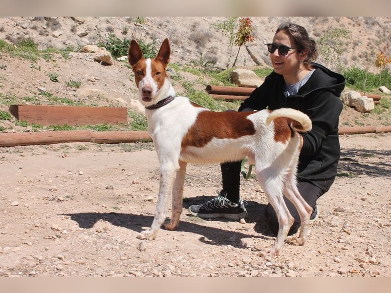 LOLO -fröhllich, aktiv, verspielt, unglaublich freundllich sucht ein Für-immer-Zuhause"