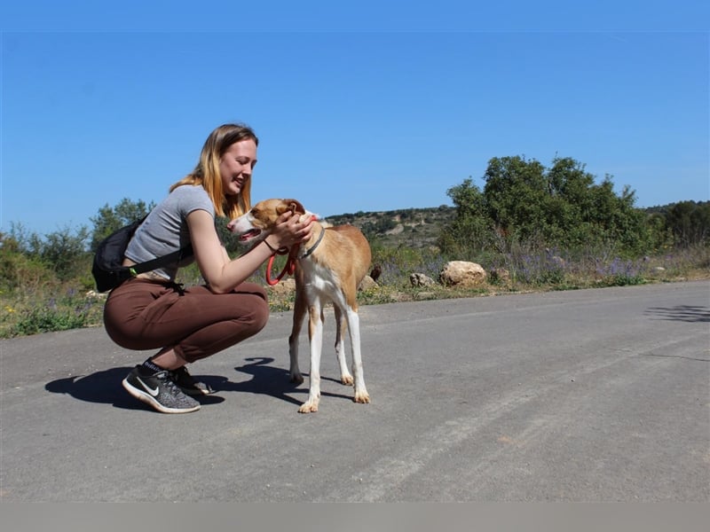 Vega – aufgeschlossener Sonnenschein