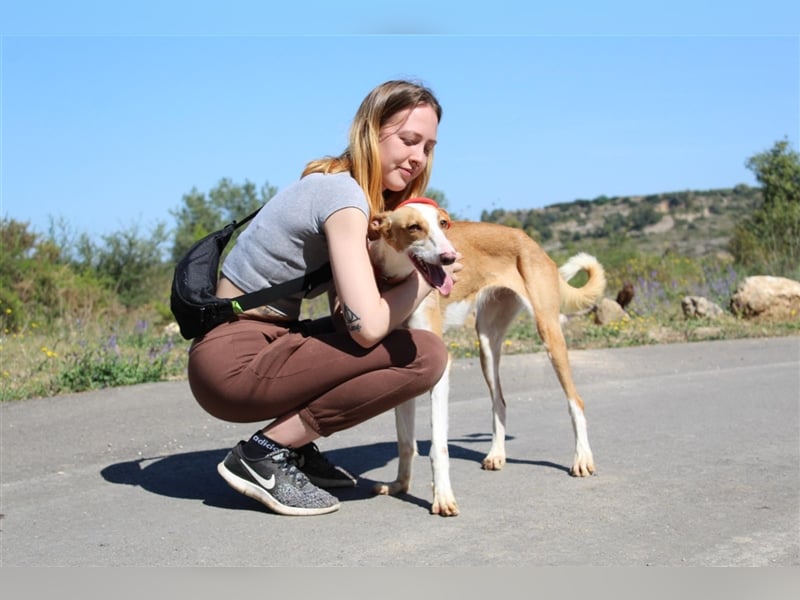 Vega – aufgeschlossener Sonnenschein